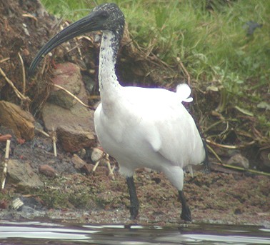 Heiligeibis_juv081003